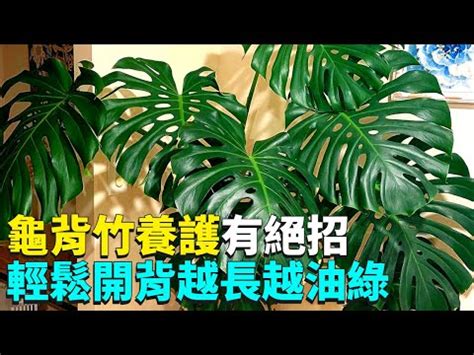 龜背芋可以放房間嗎|龜背芋可以放室內嗎？適當濕度助它生長 